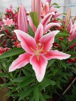 [5307 Paradero No01.JPG]